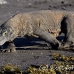 dragon_komodo_hsb_rinca_h_0538_kom2293.jpg